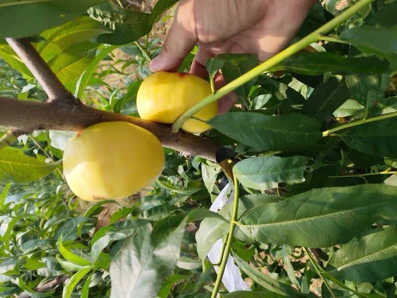 黄金油蟠桃苗嫁接桃树苗油蟠桃苗油桃苗南方北方种植当年结果