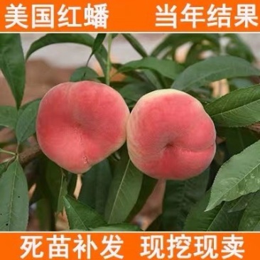 嫁接桃树苗新品种特大巨型早熟蟠桃苗地栽高产桃苗南北方种植