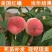 嫁接桃树苗新品种特大巨型早熟蟠桃苗地栽高产桃苗南北方种植