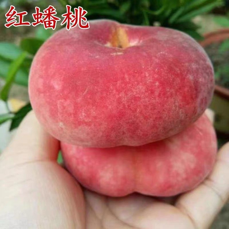 嫁接桃树苗新品种特大巨型早熟蟠桃苗地栽高产桃苗南北方种植