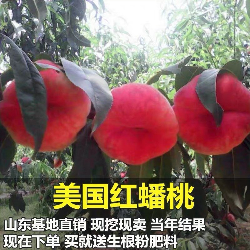 嫁接桃树苗新品种特大巨型早熟蟠桃苗地栽高产桃苗南北方种植