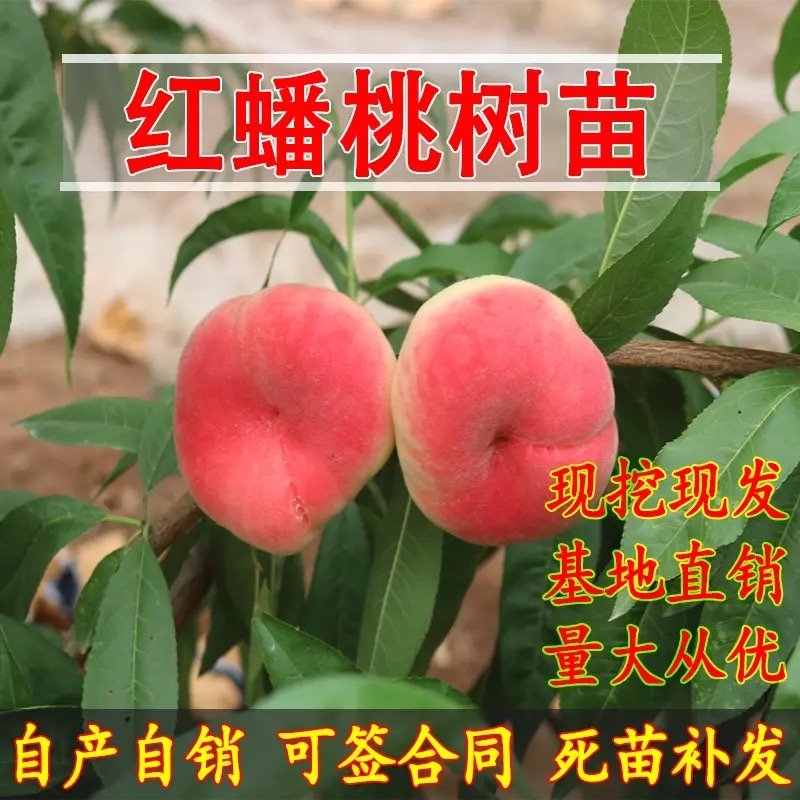 嫁接桃树苗新品种特大巨型早熟蟠桃苗地栽高产桃苗南北方种植