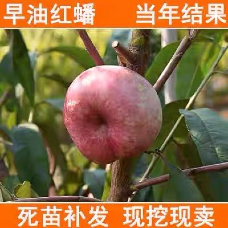 油蟠桃苗桃树苗嫁接特大早熟果树苗南北方种植地栽苗当年结果