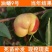 油蟠桃苗桃树苗嫁接特大早熟果树苗南北方种植地栽苗当年结果