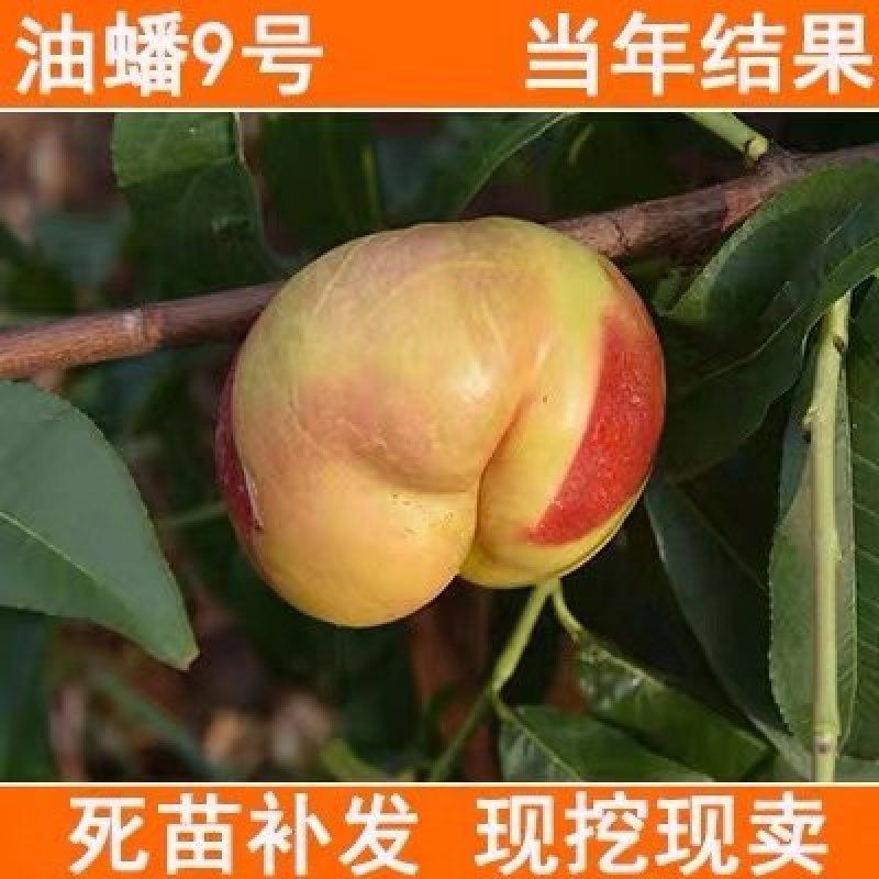 油蟠桃苗桃树苗嫁接特大早熟果树苗南北方种植地栽苗当年结果