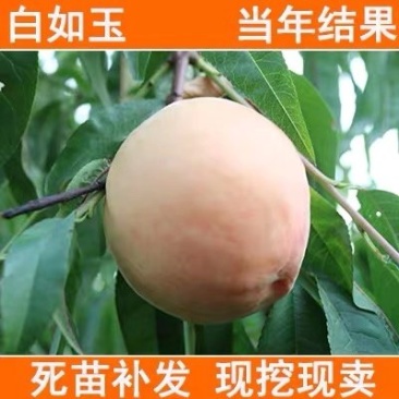 白桃树苗新品种嫁接白如玉桃树当年结果桃树苗南北方种植
