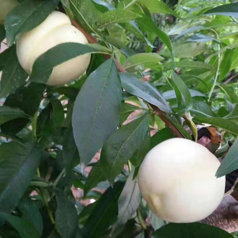 白桃树苗新品种嫁接白如玉桃树当年结果桃树苗南北方种植