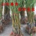 白桃树苗新品种嫁接白如玉桃树当年结果桃树苗南北方种植