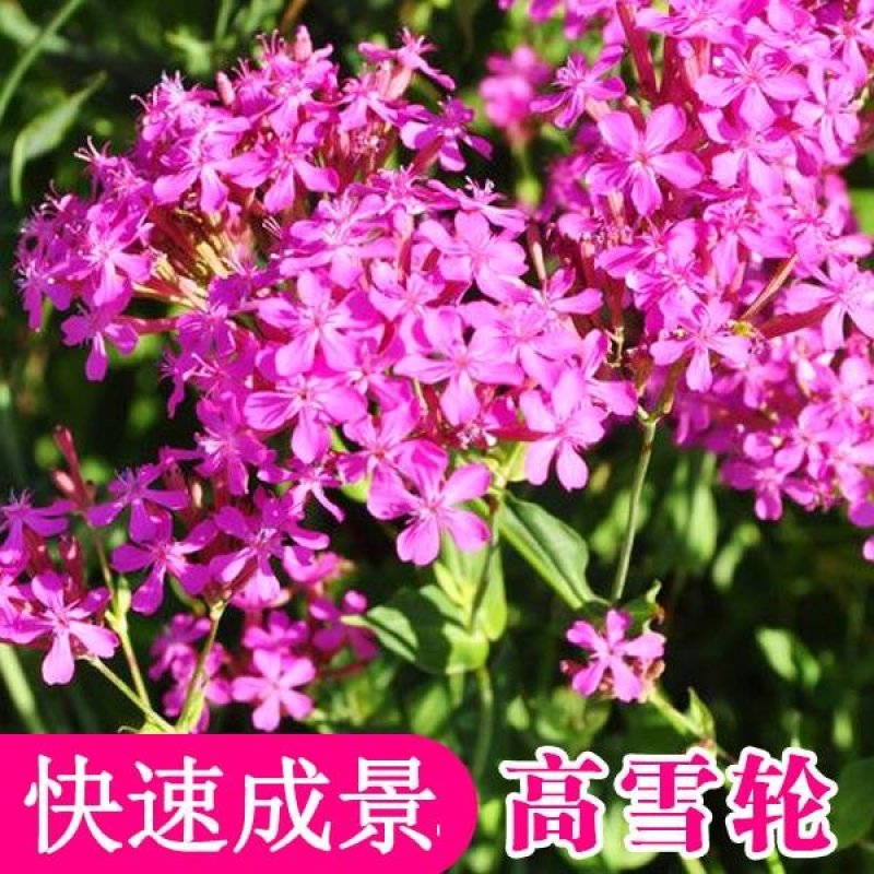 高雪伦种子花卉种子美人草高雪轮草花种子耐寒耐旱