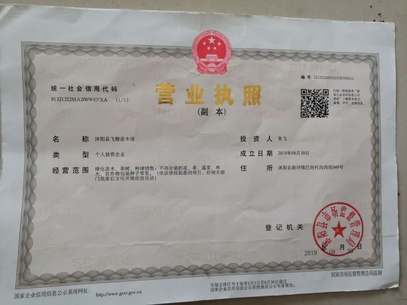高雪伦种子花卉种子美人草高雪轮草花种子耐寒耐旱