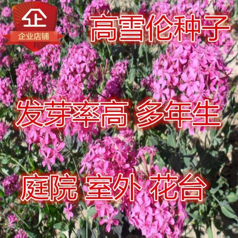 高雪伦种子花卉种子美人草高雪轮草花种子耐寒耐旱