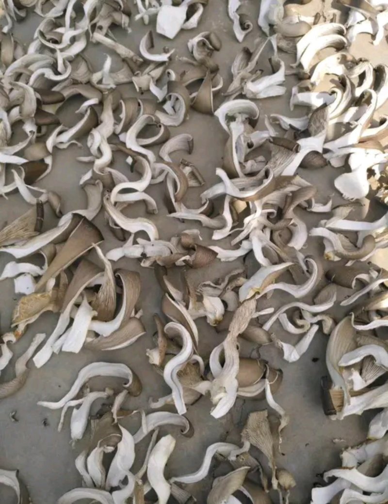 干平菇，当年新货，无陈货掺杂，欢迎实地考察