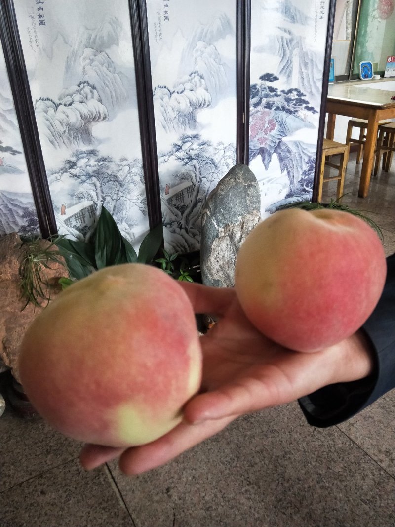 桃树苗，优质桃树苗，早中晚熟桃树苗。映爽红桃树苗。