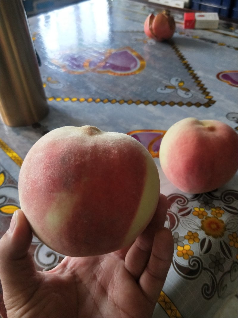 桃树苗，优质桃树苗，早中晚熟桃树苗。映爽红桃树苗。