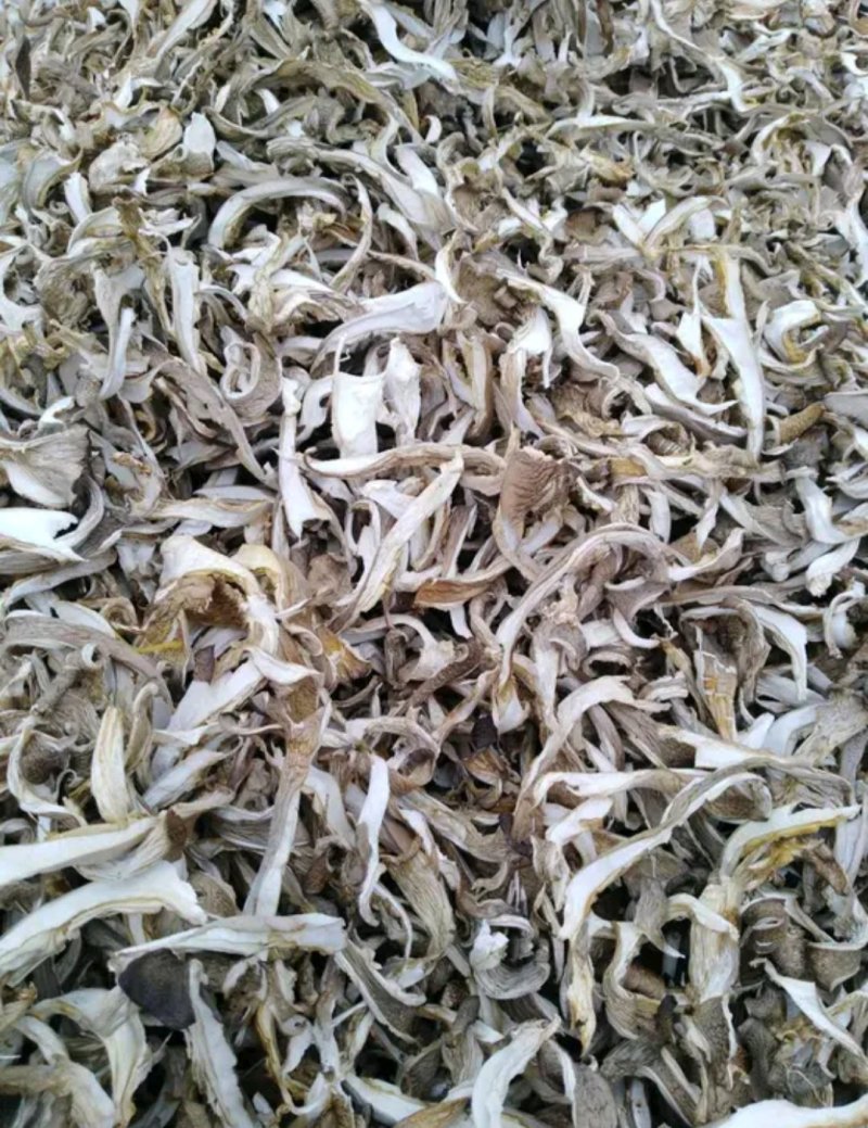 干平菇，当年新货，无陈货掺杂，欢迎实地考察