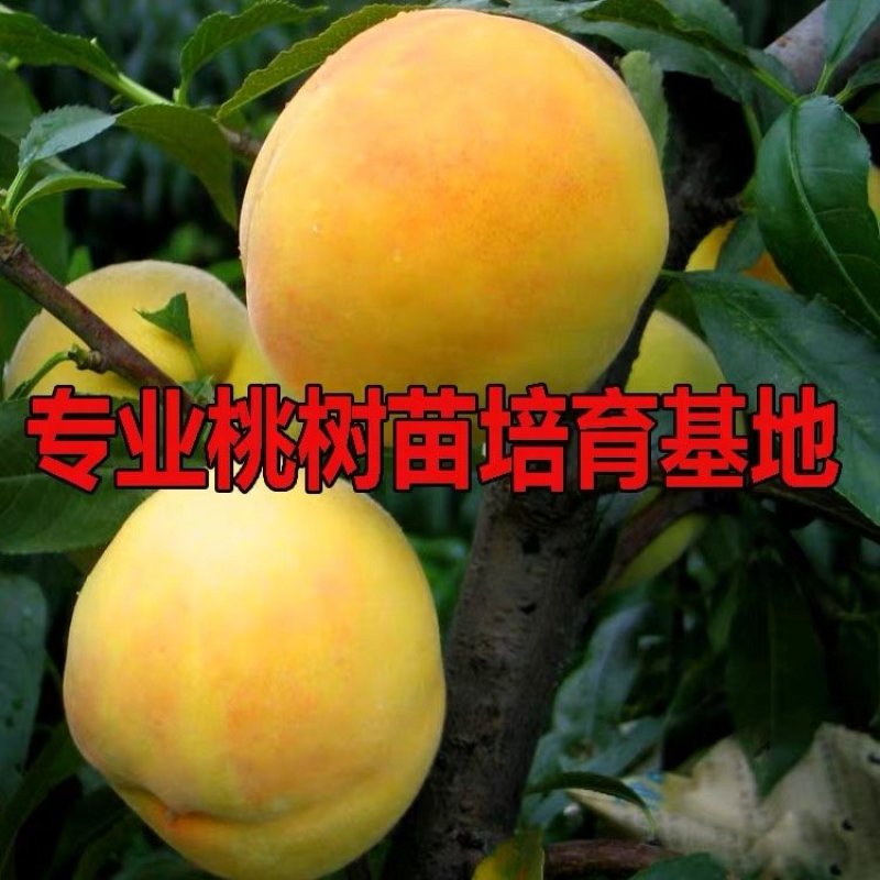 占地桃树苗嫁接桃树苗成活率有保障南北方种植当年结果桃树苗