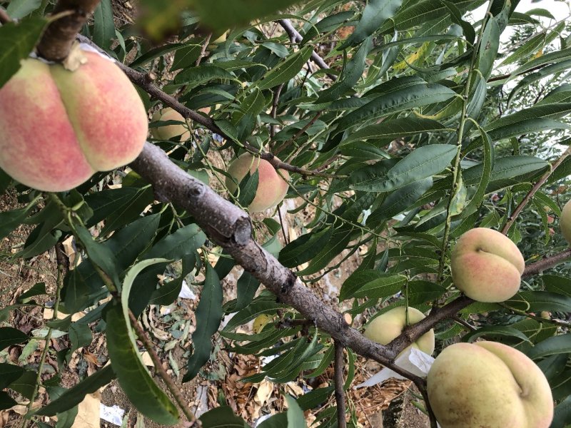 占地桃树苗嫁接桃树苗成活率有保障南北方种植当年结果桃树苗