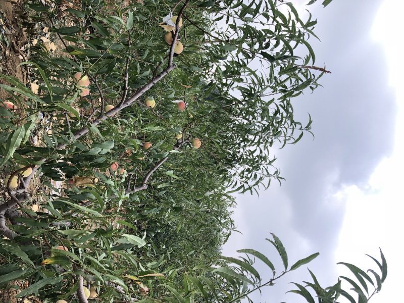 占地桃树苗嫁接桃树苗成活率有保障南北方种植当年结果桃树苗