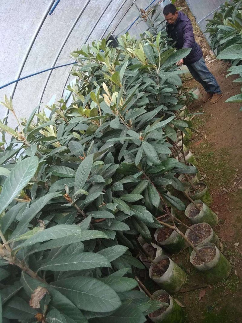 枇杷苗。