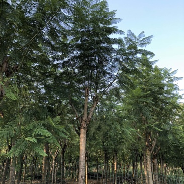 成都精品蓝花楹12公分