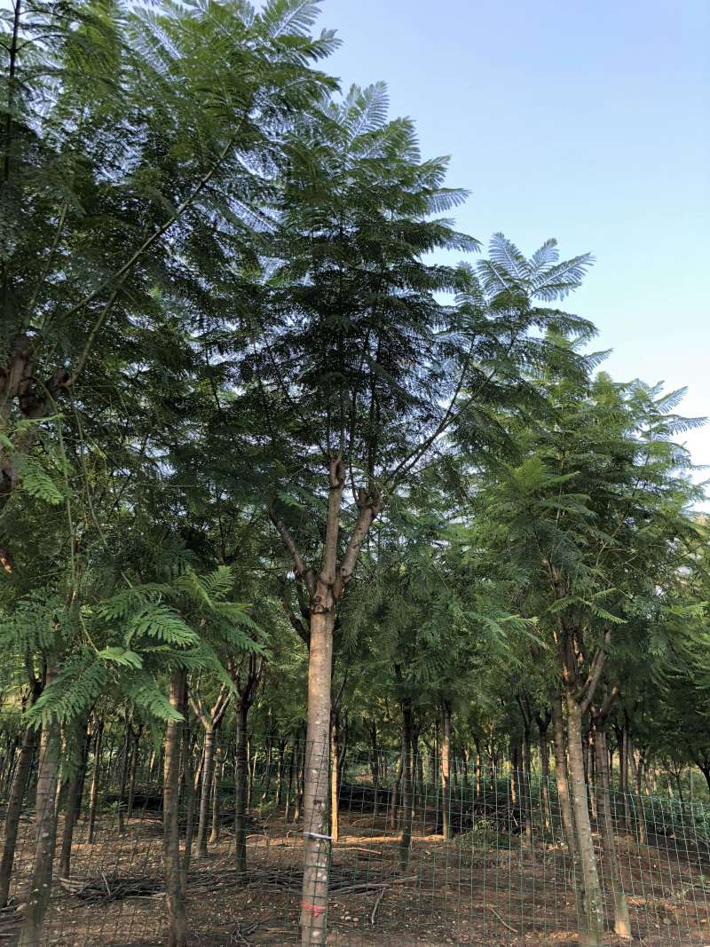 成都精品蓝花楹12公分