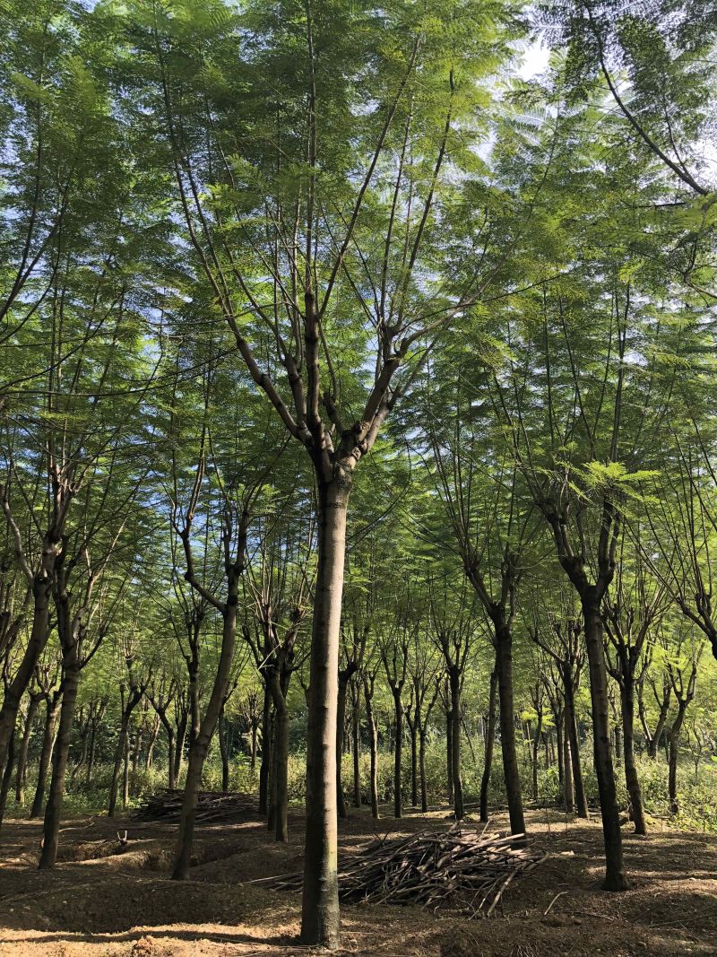 成都精品蓝花楹12公分