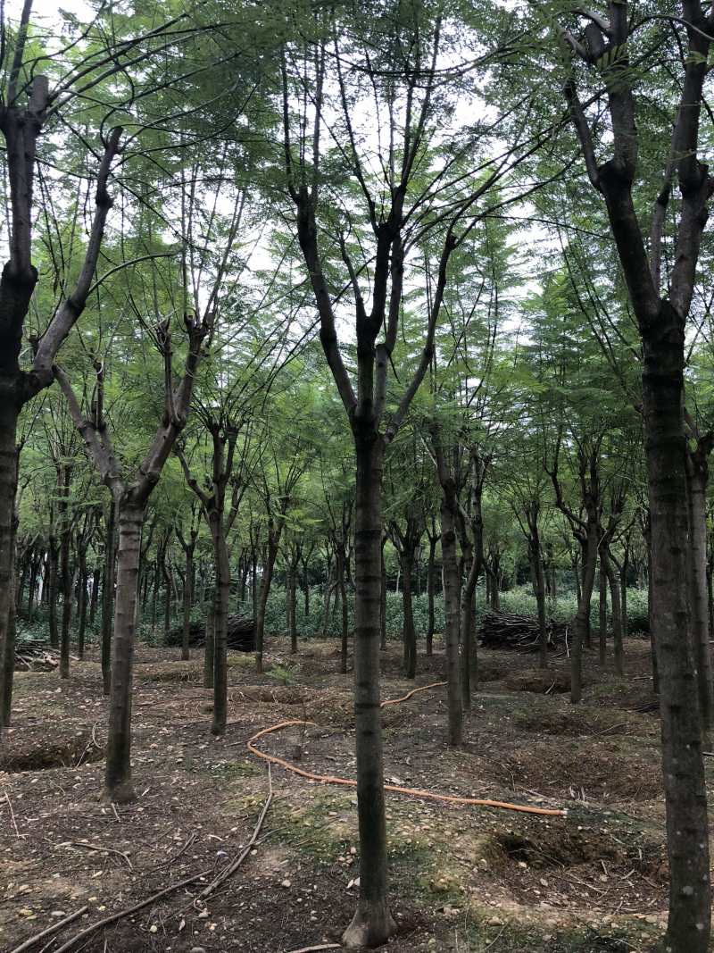 成都精品蓝花楹12公分