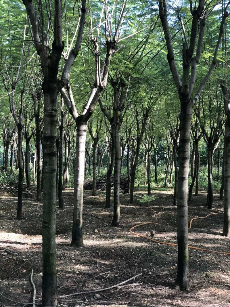 成都精品蓝花楹12公分