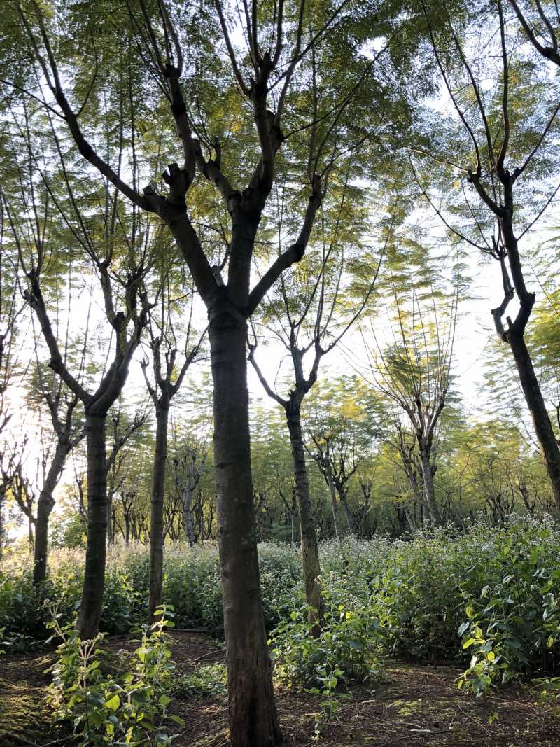 成都精品蓝花楹12公分