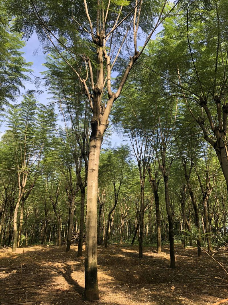 成都精品蓝花楹12公分