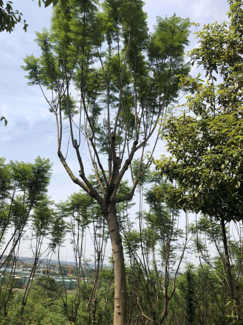 成都精品蓝花楹12公分