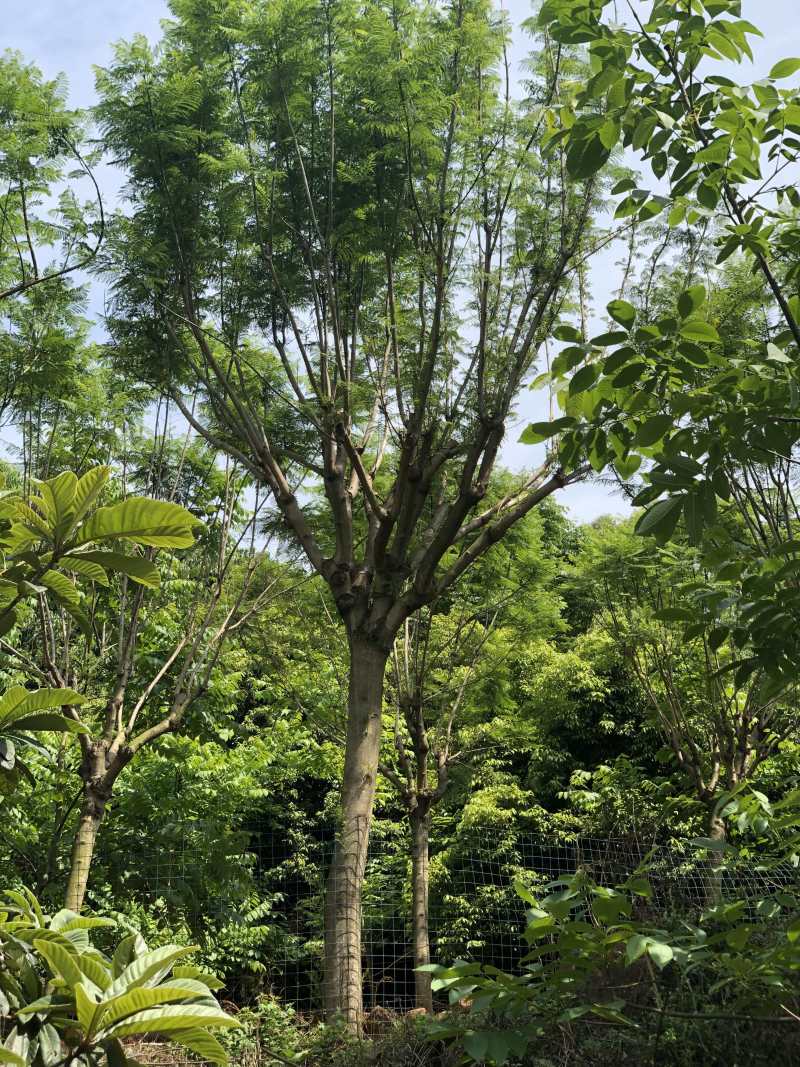 成都精品蓝花楹12公分