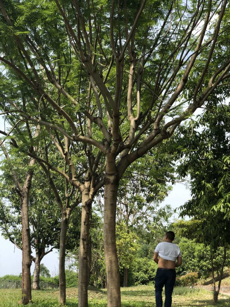 成都精品蓝花楹12公分