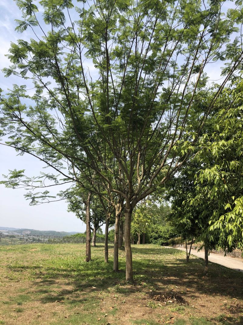 成都精品蓝花楹12公分
