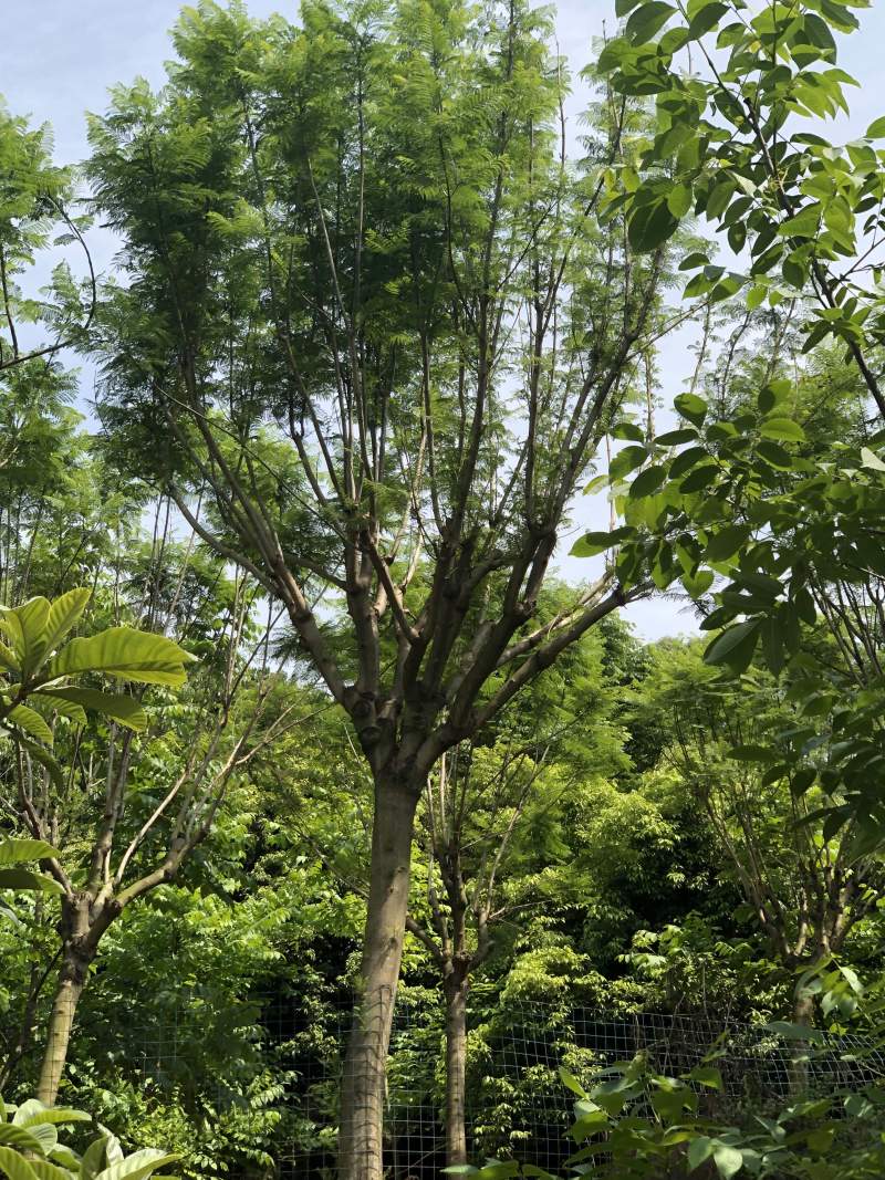 成都精品蓝花楹12公分