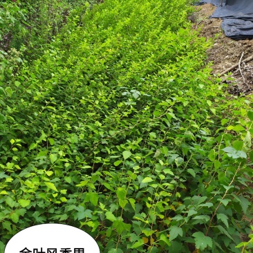供应。金叶风香果60-120高4-5个以上