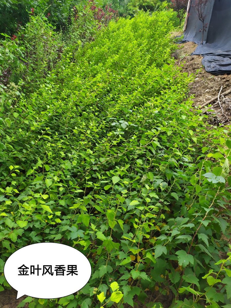 供应。金叶风香果60-120高4-5个以上