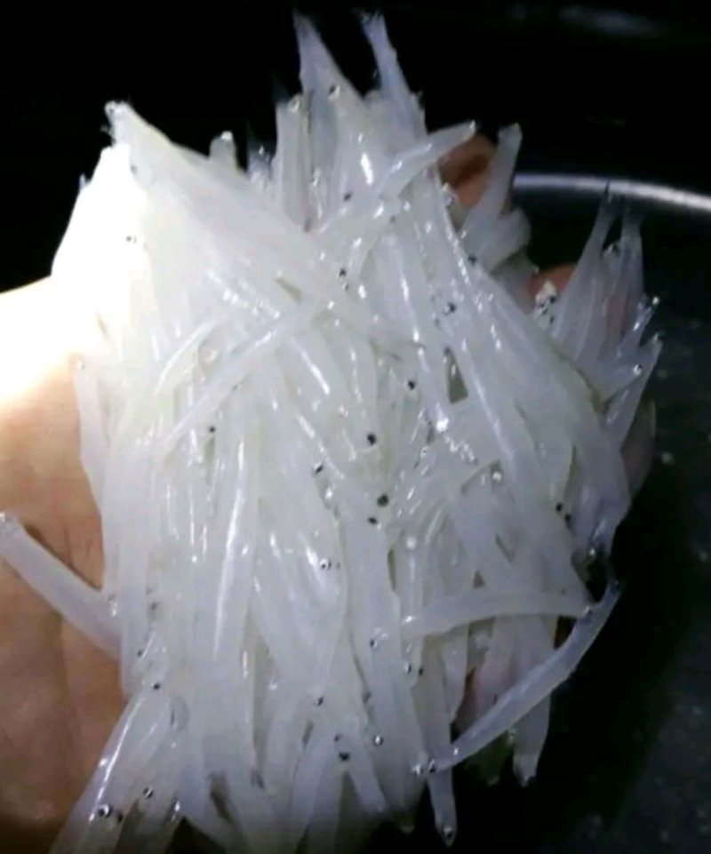 银鱼