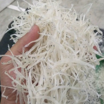 银鱼