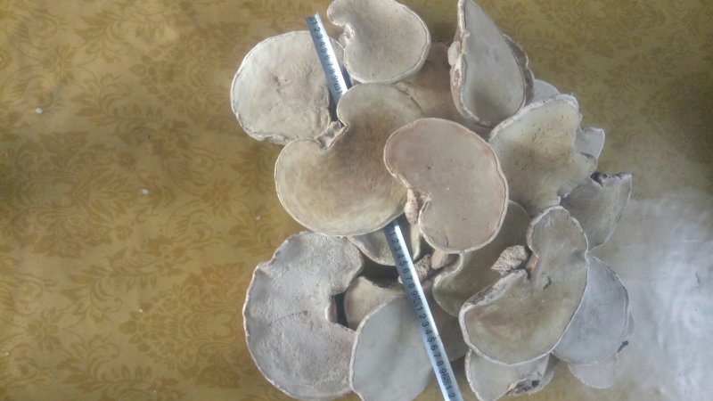 白灵芝长白山林中自釆白灵芝5斤(包邮)