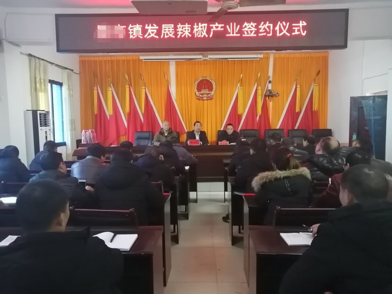 线椒苗（货发全国市场、批发、基地、承接政府大型基地项目）