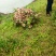 湖北藕种3735大量供应