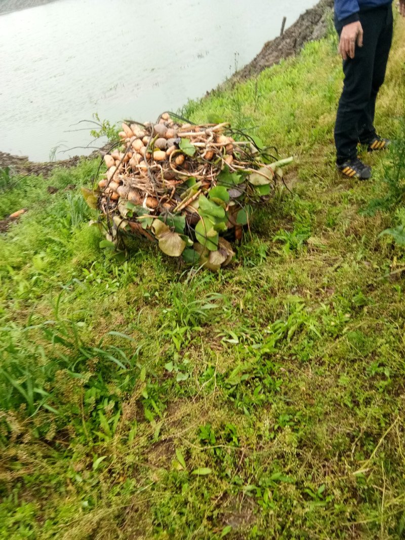 湖北藕种3735大量供应