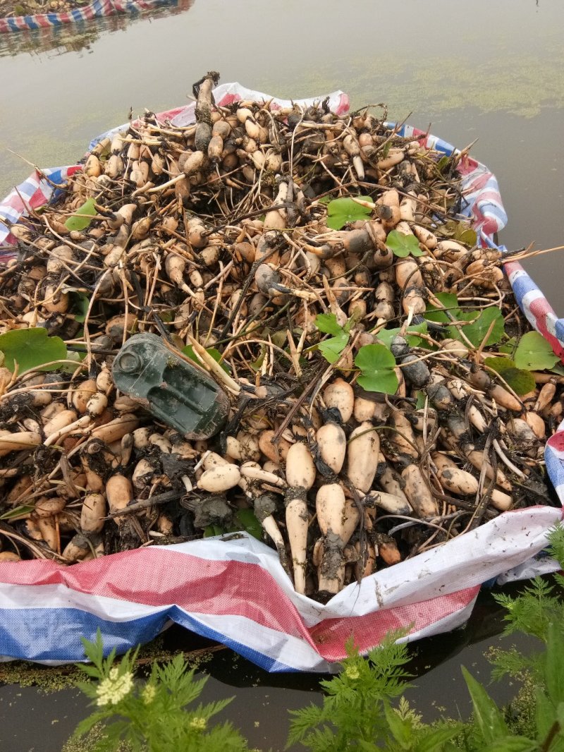 湖北藕种3735大量供应