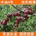 油桃树苗嫁接早熟油桃树苗当年结果桃苗高产南北方种植桃树苗