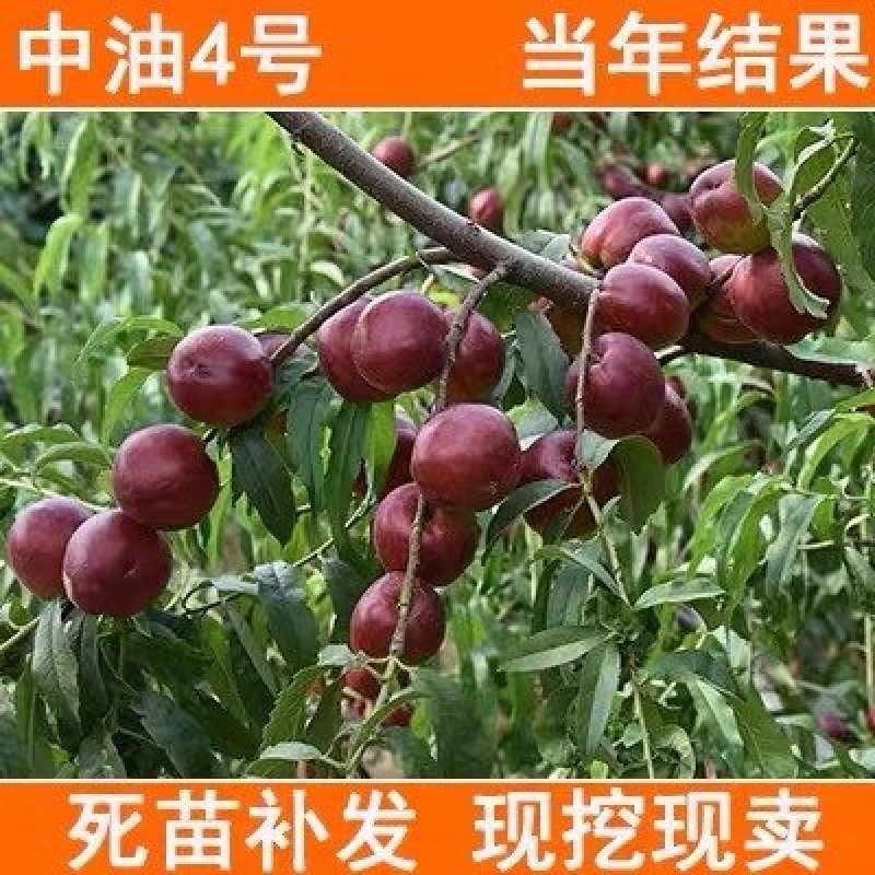 油桃树苗嫁接早熟油桃树苗当年结果桃苗高产南北方种植桃树苗