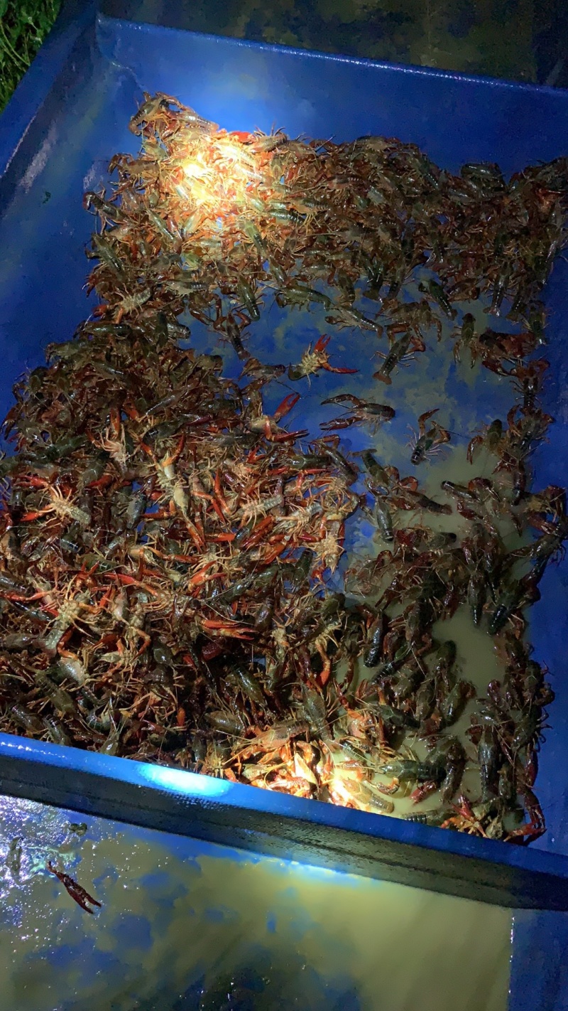 小龙虾