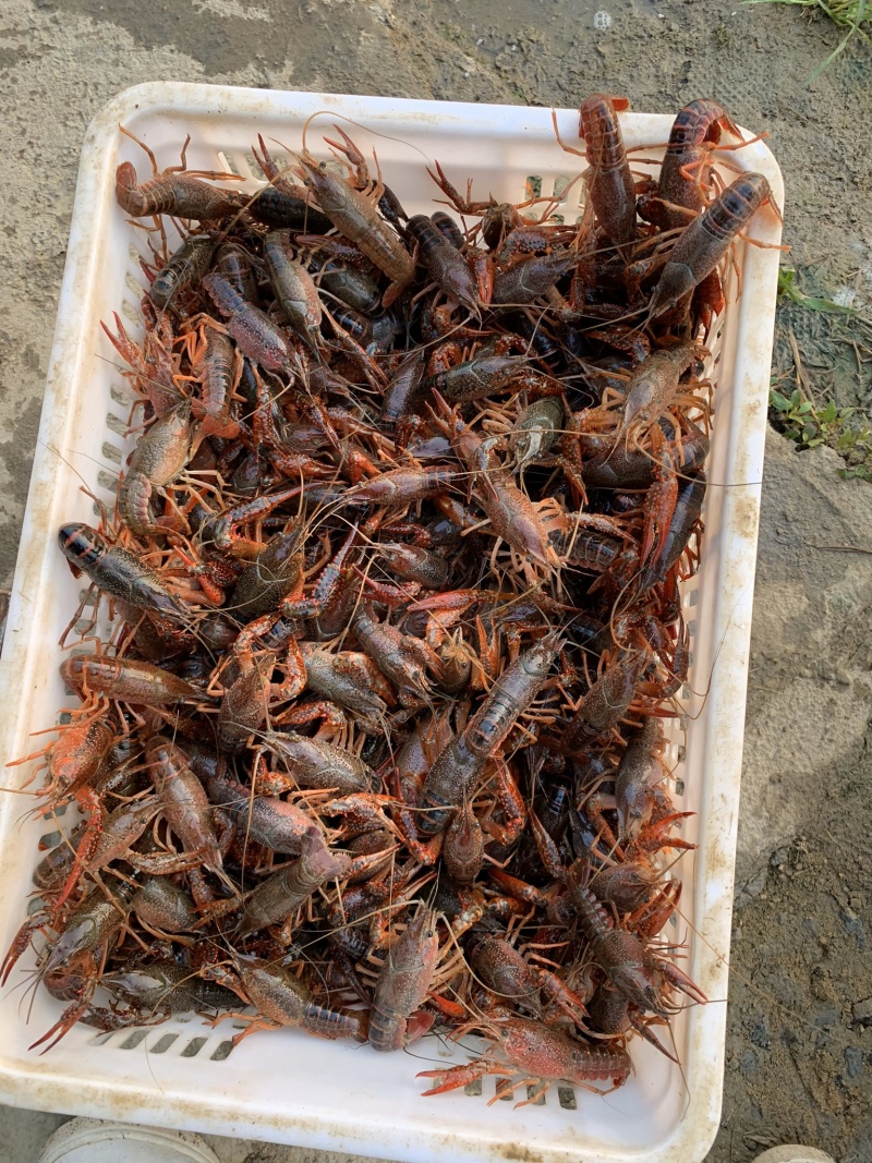 小龙虾