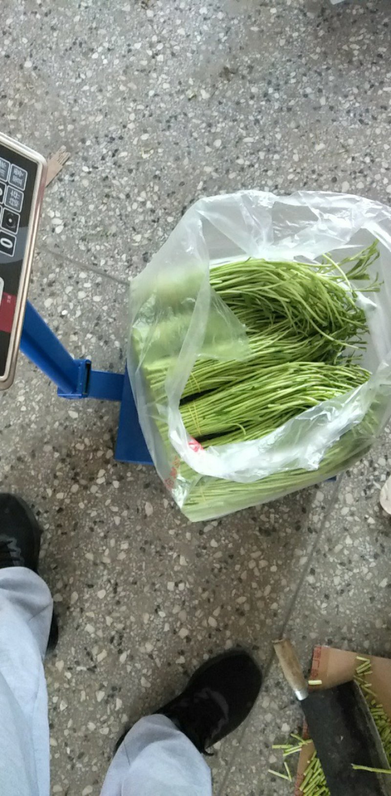 清芦蒿，精品黎蒿。安徽黎蒿。精品芦蒿，已大量上市