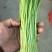清芦蒿，精品黎蒿。安徽黎蒿。精品芦蒿，已大量上市
